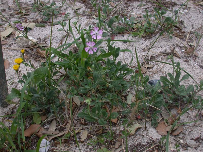 Silene colorata / Silene colorata